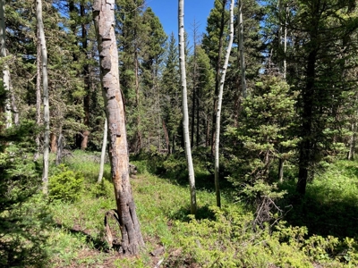 Mountain Lot For Sale In Cimarron, Colorado - image 4