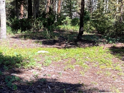 Mountain Lot For Sale In Cimarron, Colorado - image 10