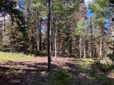 Mountain Lot For Sale In Cimarron, Colorado - image 11