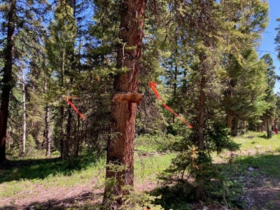 Mountain Lot For Sale In Cimarron, Colorado - image 15