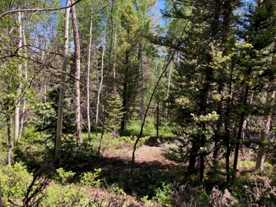 Mountain Lot For Sale In Cimarron, Colorado - image 7