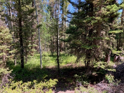 Mountain Lot For Sale In Cimarron, Colorado - image 6
