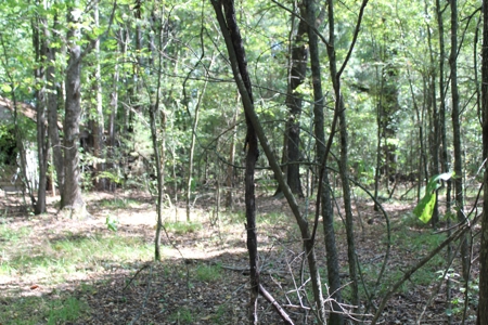 4 +/- Acres For Sale In Red River County, Tx - image 9