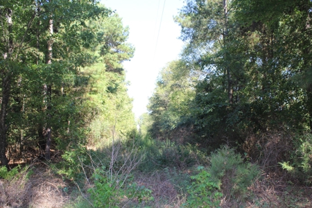 4 +/- Acres For Sale In Red River County, Tx - image 2