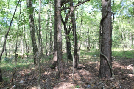 4 +/- Acres For Sale In Red River County, Tx - image 6