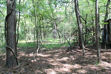 4 +/- Acres For Sale In Red River County, Tx - image 7