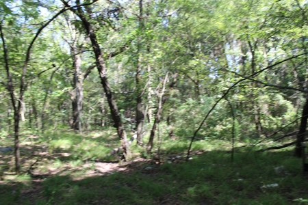 4 +/- Acres For Sale In Red River County, Tx - image 5