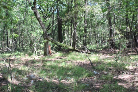 4 +/- Acres For Sale In Red River County, Tx - image 10