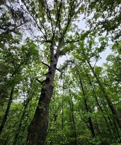 16 Acres Retreat In Southern VA - image 4