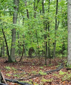 16 Acres Retreat In Southern VA - image 5