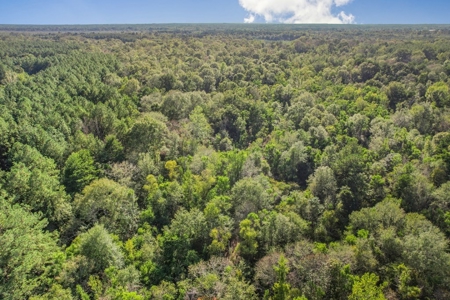 Turnkey Hunting Camp with 120 Acres for Sale Southeast LA - image 5