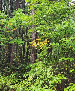 10 Acres In Southern VA - image 7