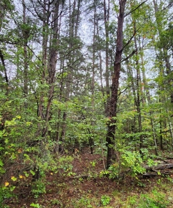 10 Acres In Southern VA - image 6
