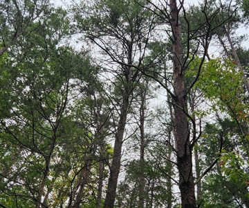 10 Acres In Southern VA - image 8