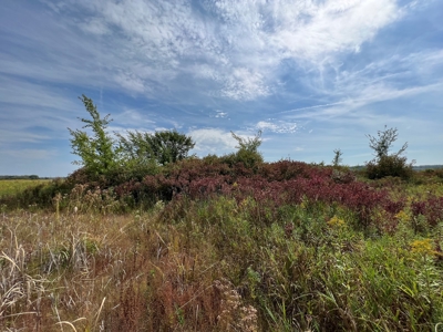 77 Acres in Lyndon Station Juneau County Online Only Auction - image 7