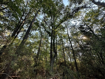 34.12 Acres Timberland, Hunting Land for Sale Southeast LA - image 6