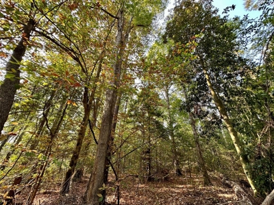 34.12 Acres Timberland, Hunting Land for Sale Southeast LA - image 19