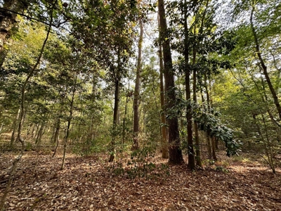 34.12 Acres Timberland, Hunting Land for Sale Southeast LA - image 8