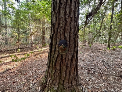 34.12 Acres Timberland, Hunting Land for Sale Southeast LA - image 11