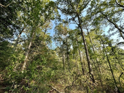 34.12 Acres Timberland, Hunting Land for Sale Southeast LA - image 24