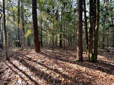 34.12 Acres Timberland, Hunting Land for Sale Southeast LA - image 14