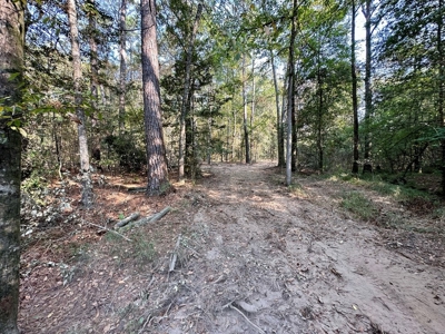 34.12 Acres Timberland, Hunting Land for Sale Southeast LA - image 25