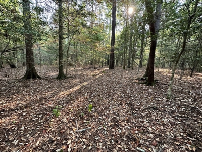 34.12 Acres Timberland, Hunting Land for Sale Southeast LA - image 9