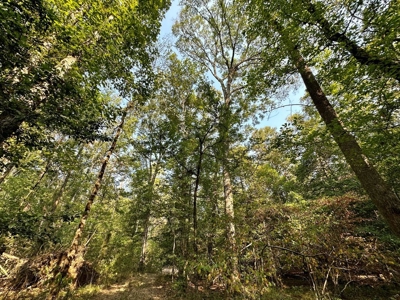34.12 Acres Timberland, Hunting Land for Sale Southeast LA - image 20