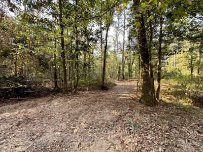 34.12 Acres Timberland, Hunting Land for Sale Southeast LA - image 23