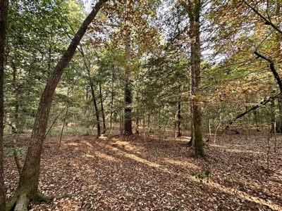 34.12 Acres Timberland, Hunting Land for Sale Southeast LA - image 10