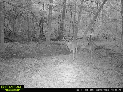 34.12 Acres Timberland, Hunting Land for Sale Southeast LA - image 3