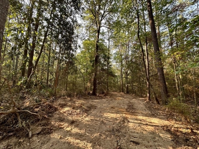 34.12 Acres Timberland, Hunting Land for Sale Southeast LA - image 7
