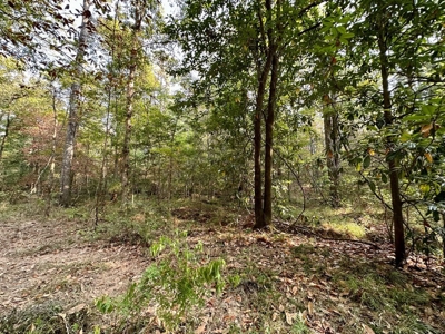 34.12 Acres Timberland, Hunting Land for Sale Southeast LA - image 18