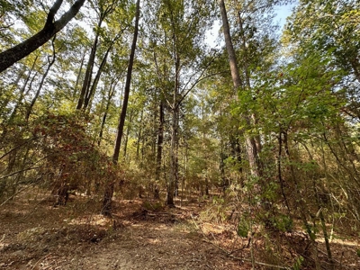 34.12 Acres Timberland, Hunting Land for Sale Southeast LA - image 26