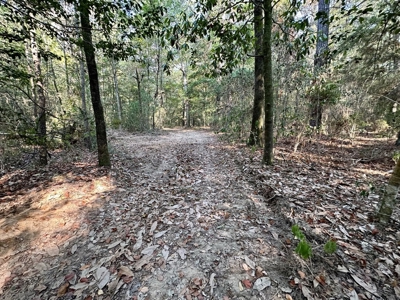 34.12 Acres Timberland, Hunting Land for Sale Southeast LA - image 22