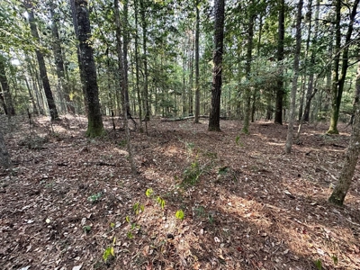 34.12 Acres Timberland, Hunting Land for Sale Southeast LA - image 12
