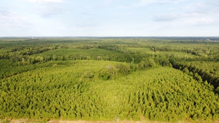 700 Acres Land for Sale Lincoln Parish, LA - image 11