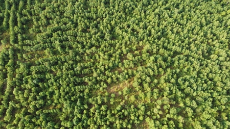700 Acres Land for Sale Lincoln Parish, LA - image 19