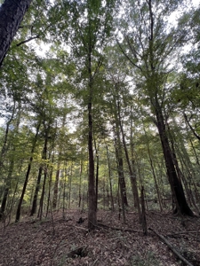 700 Acres Land for Sale Lincoln Parish, LA - image 43