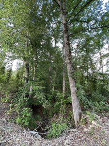 700 Acres Land for Sale Lincoln Parish, LA - image 34