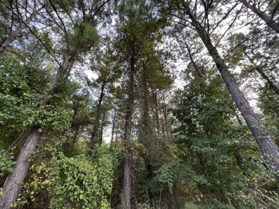700 Acres Land for Sale Lincoln Parish, LA - image 46