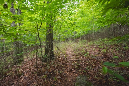 Wooded Land for Sale in Blacksburg VA - image 17