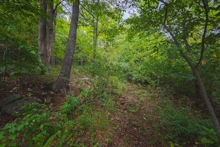 Wooded Land for Sale in Blacksburg VA - image 19