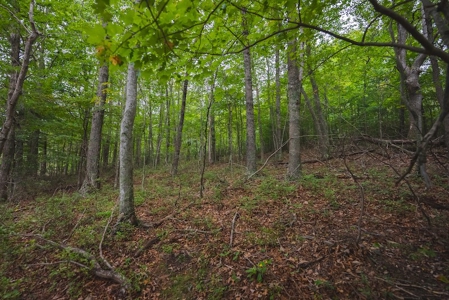 Wooded Land for Sale in Blacksburg VA - image 10