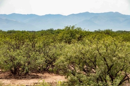 Land, McNeal, AZ  - 1,883.45+/- Ac,  REDUCED! - image 6