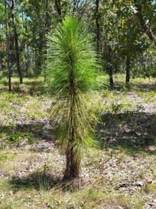 Homesite 1.0 Acre Lot In Rainbow Lakes Estates Florida - image 5