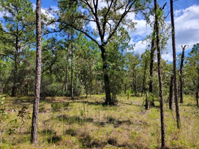Homesite 1.0 Acre Lot In Rainbow Lakes Estates Florida - image 4