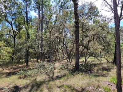 Homesite 1.0 Acre Lot In Rainbow Lakes Estates Florida - image 9