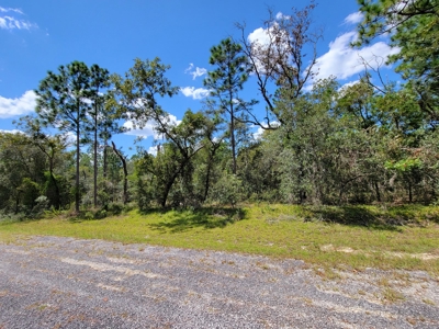 Homesite 1.0 Acre Lot In Rainbow Lakes Estates Florida - image 3