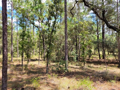 Homesite 1.0 Acre Lot In Rainbow Lakes Estates Florida - image 1